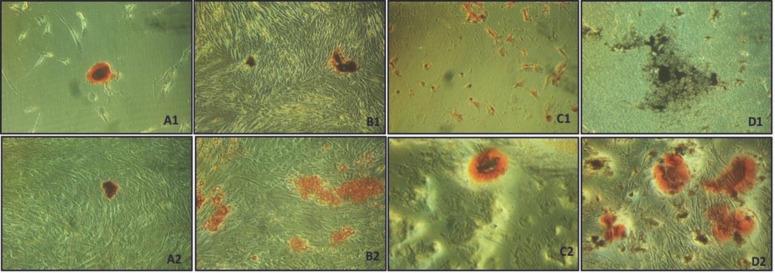 https://cdn.ncbi.nlm.nih.gov/pmc/blobs/d731/9735306/1e85988fdb89/IEJ-16-225-g004.jpg