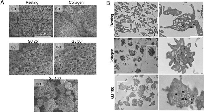 https://cdn.ncbi.nlm.nih.gov/pmc/blobs/d732/12240943/cd8faf99c404/fphar-16-1538417-g006.jpg
