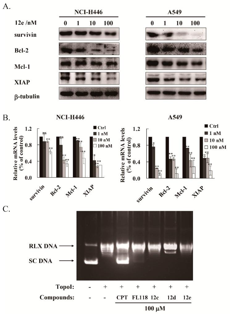 https://cdn.ncbi.nlm.nih.gov/pmc/blobs/d732/7697887/907b5a12f549/ijms-21-08495-g005.jpg