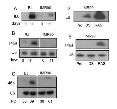 https://cdn.ncbi.nlm.nih.gov/pmc/blobs/d73d/2821567/328aeb469ce5/aging-01-402-g004.jpg