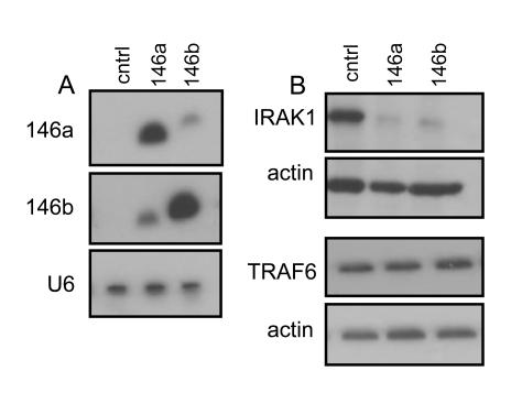 https://cdn.ncbi.nlm.nih.gov/pmc/blobs/d73d/2821567/8325bee7b85c/aging-01-402-g002.jpg