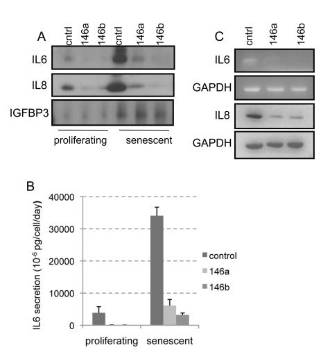 https://cdn.ncbi.nlm.nih.gov/pmc/blobs/d73d/2821567/b30ae415748d/aging-01-402-g003.jpg