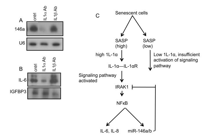 https://cdn.ncbi.nlm.nih.gov/pmc/blobs/d73d/2821567/bf2a2096b6a4/aging-01-402-g005.jpg