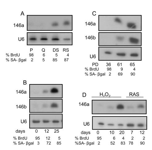 https://cdn.ncbi.nlm.nih.gov/pmc/blobs/d73d/2821567/ff84a1325a4a/aging-01-402-g001.jpg