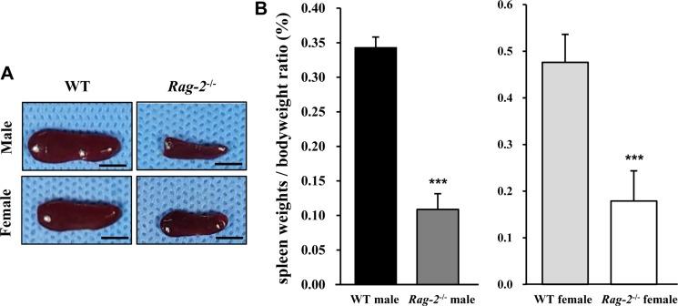 https://cdn.ncbi.nlm.nih.gov/pmc/blobs/d740/6333597/3e608e0fc751/lar-34-166-g002.jpg