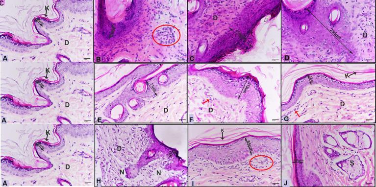 https://cdn.ncbi.nlm.nih.gov/pmc/blobs/d742/11128596/843c7315968b/fmicb-15-1399671-g008.jpg