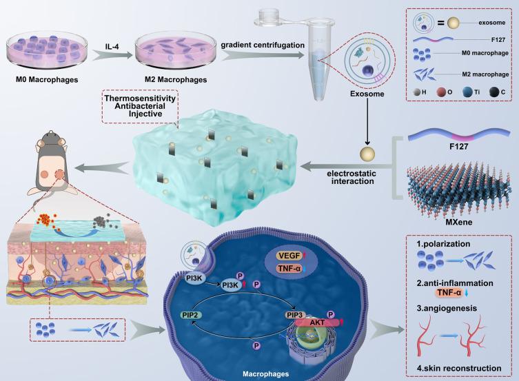 https://cdn.ncbi.nlm.nih.gov/pmc/blobs/d743/12060905/d6fb5f56f2dd/IJN-20-5763-g0003.jpg