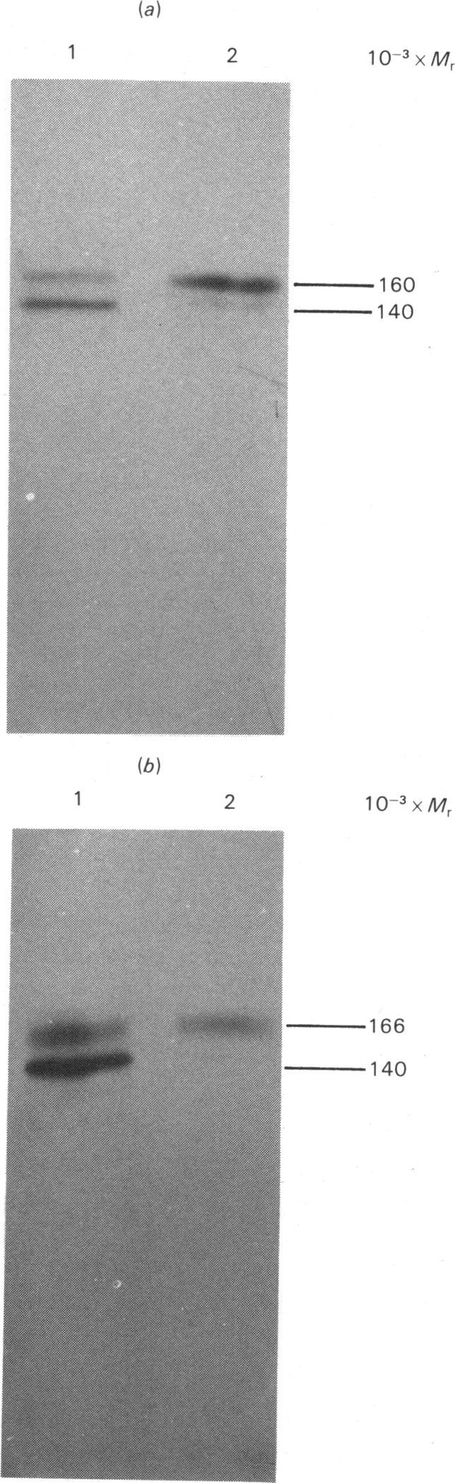 https://cdn.ncbi.nlm.nih.gov/pmc/blobs/d749/1152508/17c7227a1116/biochemj00338-0086-b.jpg
