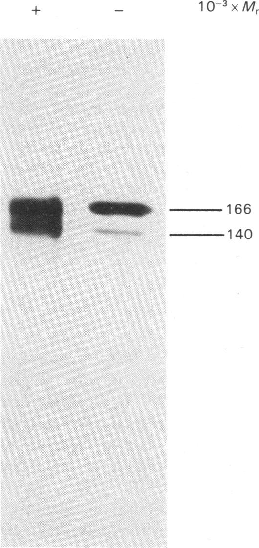 https://cdn.ncbi.nlm.nih.gov/pmc/blobs/d749/1152508/4f1b87c8916c/biochemj00338-0086-a.jpg