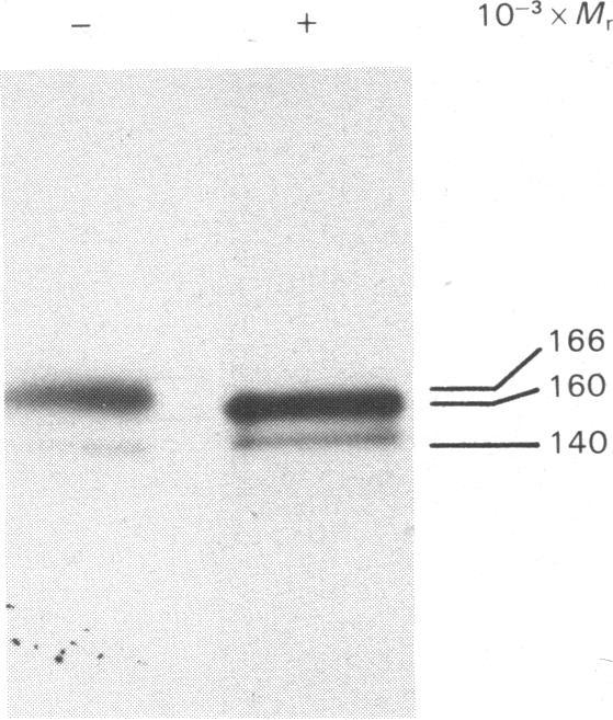 https://cdn.ncbi.nlm.nih.gov/pmc/blobs/d749/1152508/aefb4ce684dc/biochemj00338-0085-a.jpg