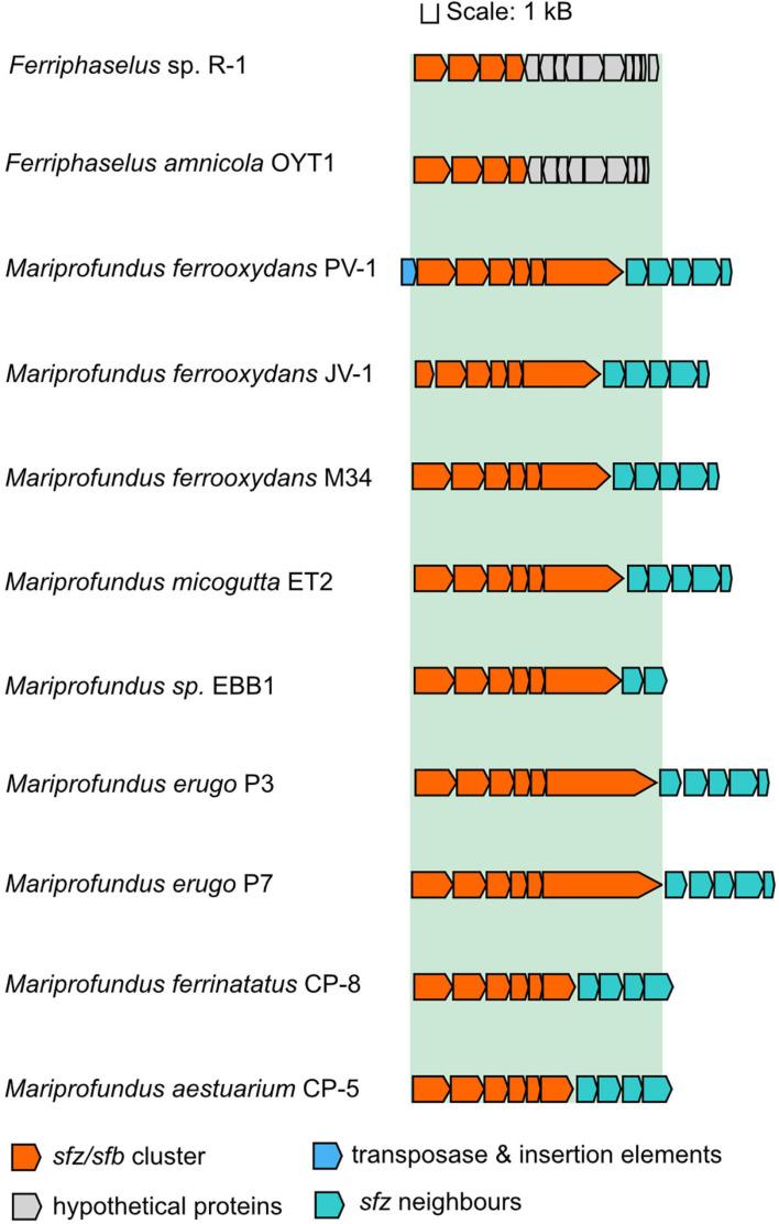 https://cdn.ncbi.nlm.nih.gov/pmc/blobs/d749/8250860/04feea937ac2/fmicb-12-679409-g003.jpg