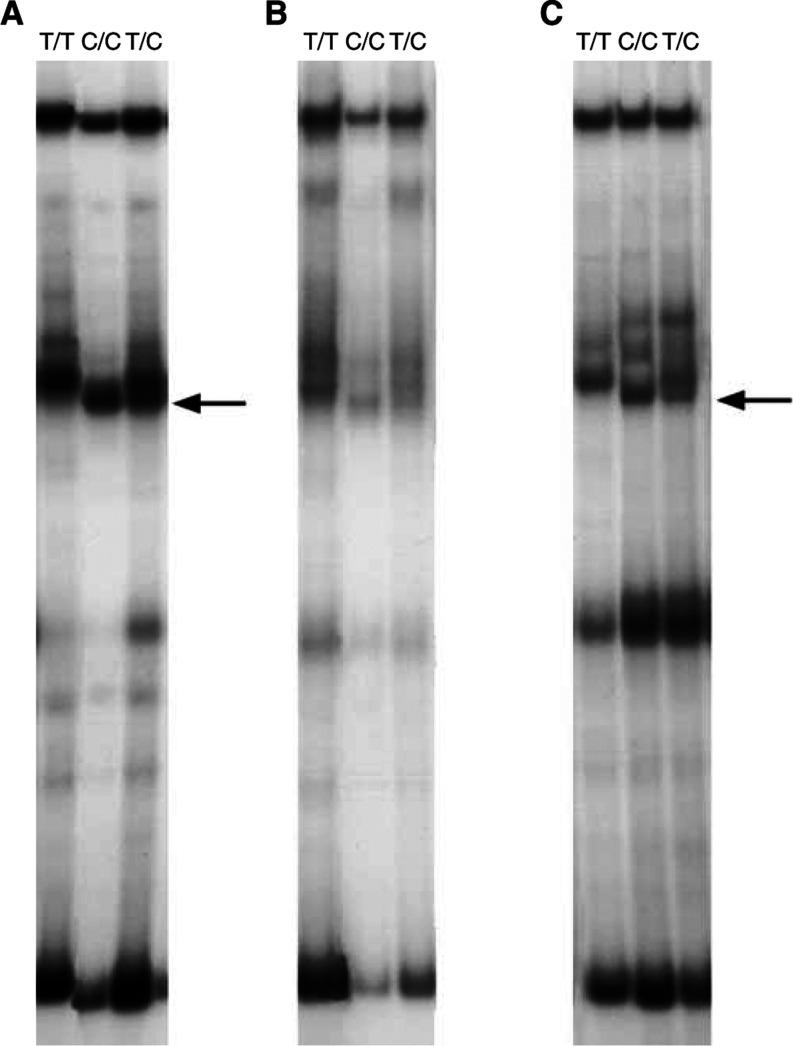 https://cdn.ncbi.nlm.nih.gov/pmc/blobs/d74a/3215949/ae8b847c704f/90-6601589f4.jpg