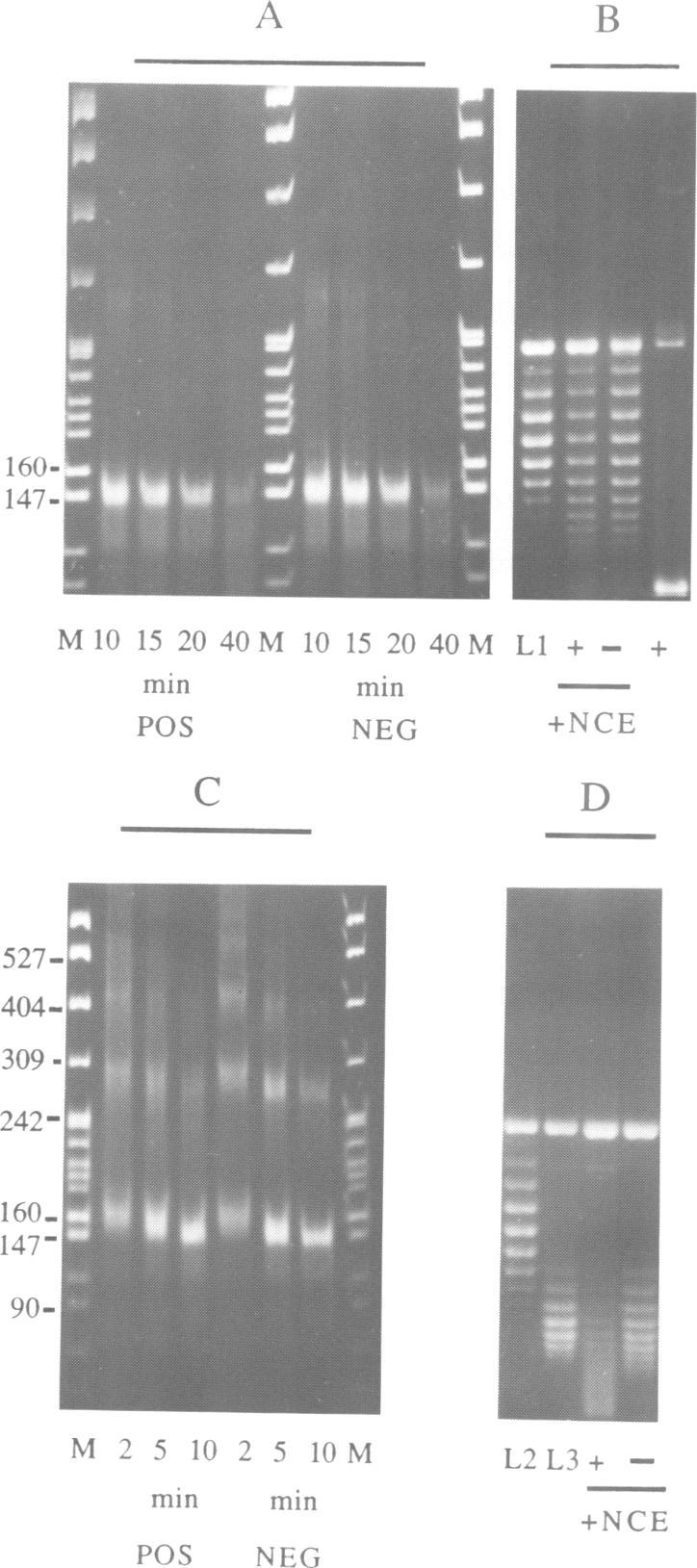 https://cdn.ncbi.nlm.nih.gov/pmc/blobs/d74b/452658/66f5f37d9c8e/emboj00100-0147-a.jpg