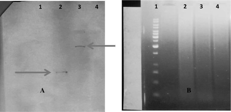 https://cdn.ncbi.nlm.nih.gov/pmc/blobs/d74e/5102983/01a091084083/12033_2016_9980_Fig9_HTML.jpg