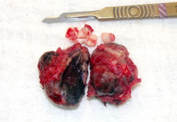 https://cdn.ncbi.nlm.nih.gov/pmc/blobs/d750/4222608/027e0a200442/1746-160X-9-35-2.jpg