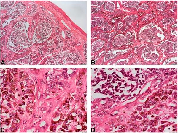https://cdn.ncbi.nlm.nih.gov/pmc/blobs/d750/4222608/1a837adf6196/1746-160X-9-35-3.jpg