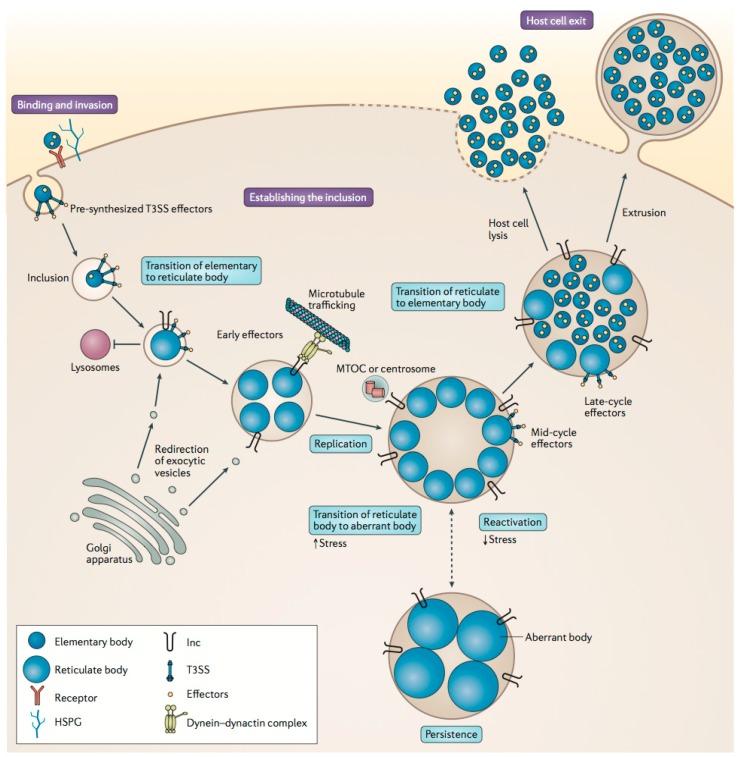 https://cdn.ncbi.nlm.nih.gov/pmc/blobs/d750/5192522/c55ab5d28822/microorganisms-04-00039-g002.jpg