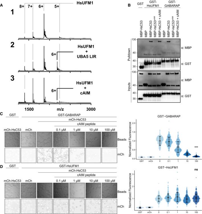 https://cdn.ncbi.nlm.nih.gov/pmc/blobs/d753/10183829/12c9f157cdf1/EMBJ-42-e112053-g009.jpg