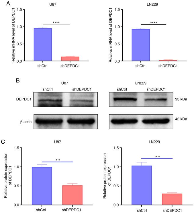 https://cdn.ncbi.nlm.nih.gov/pmc/blobs/d753/12005072/ac74aa3efe02/ol-29-06-15022-g06.jpg