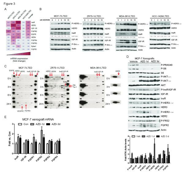https://cdn.ncbi.nlm.nih.gov/pmc/blobs/d756/3979036/021043b84153/bcr3449-3.jpg