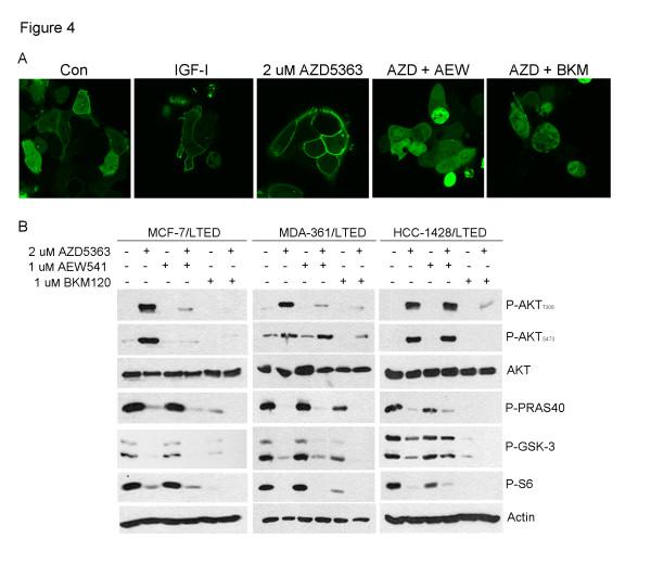 https://cdn.ncbi.nlm.nih.gov/pmc/blobs/d756/3979036/415512d110df/bcr3449-4.jpg
