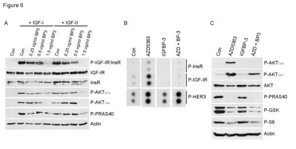 https://cdn.ncbi.nlm.nih.gov/pmc/blobs/d756/3979036/84a1cd3512bb/bcr3449-6.jpg