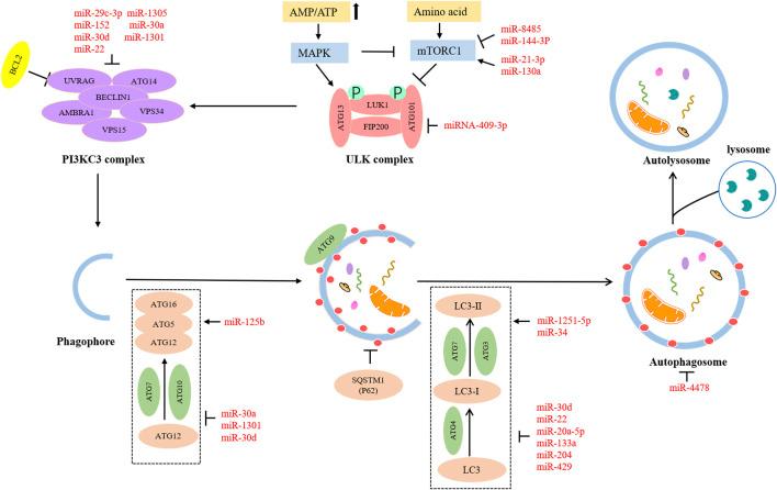 https://cdn.ncbi.nlm.nih.gov/pmc/blobs/d75b/10102359/872fa30b1d12/fphar-14-1162045-g002.jpg