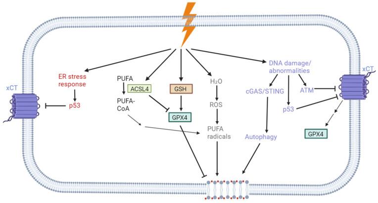 https://cdn.ncbi.nlm.nih.gov/pmc/blobs/d75e/11945075/648c0129bd8f/pharmaceuticals-18-00325-g003.jpg