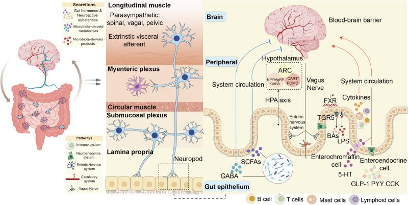 https://cdn.ncbi.nlm.nih.gov/pmc/blobs/d760/10700720/6e752665bf3a/41392_2023_1673_Fig7_HTML.jpg