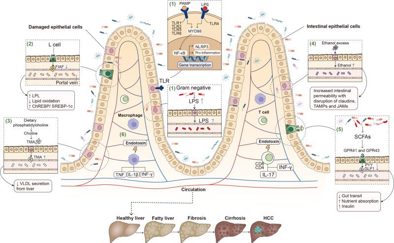 https://cdn.ncbi.nlm.nih.gov/pmc/blobs/d760/10700720/70f1d0ce5454/41392_2023_1673_Fig4_HTML.jpg