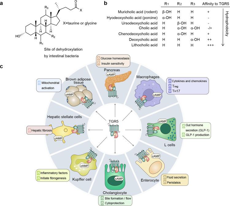 https://cdn.ncbi.nlm.nih.gov/pmc/blobs/d760/10700720/ced3ae9328cb/41392_2023_1673_Fig6_HTML.jpg