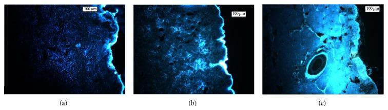 https://cdn.ncbi.nlm.nih.gov/pmc/blobs/d760/4515495/5440e3116784/BMRI2015-434623.008.jpg