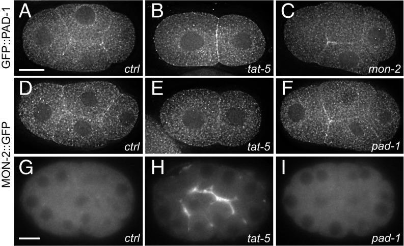 https://cdn.ncbi.nlm.nih.gov/pmc/blobs/d760/5819400/c8a95d895ae7/pnas.1714085115fig04.jpg