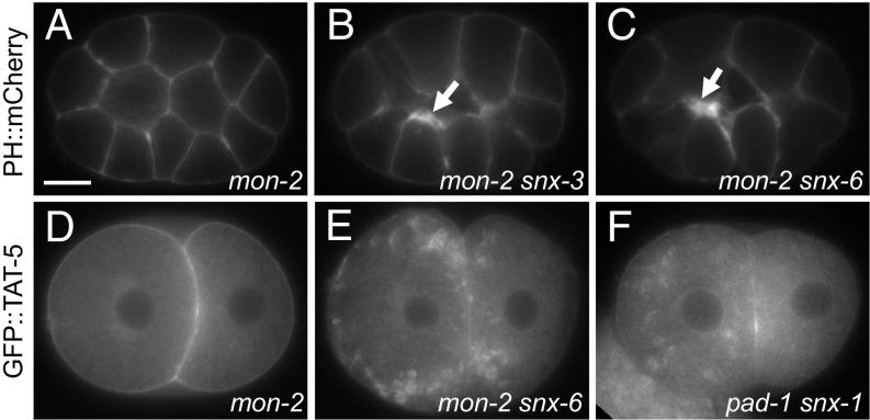 https://cdn.ncbi.nlm.nih.gov/pmc/blobs/d760/5819400/f00ddc5be82c/pnas.1714085115fig05.jpg