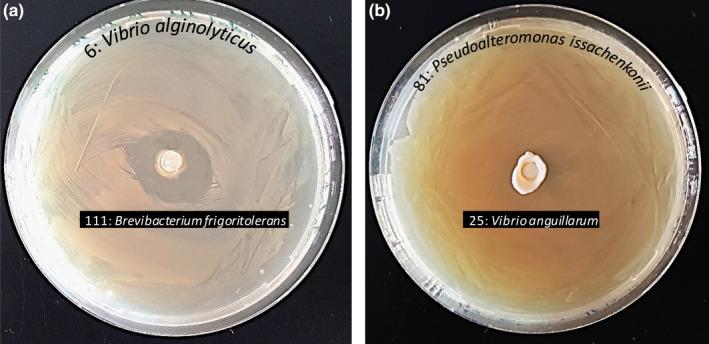 https://cdn.ncbi.nlm.nih.gov/pmc/blobs/d764/7520997/f7ec80e6f362/MBO3-9-e1094-g002.jpg
