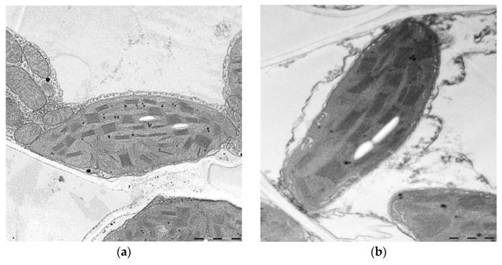 https://cdn.ncbi.nlm.nih.gov/pmc/blobs/d767/12347731/62af6590999d/ijms-26-07608-g007.jpg