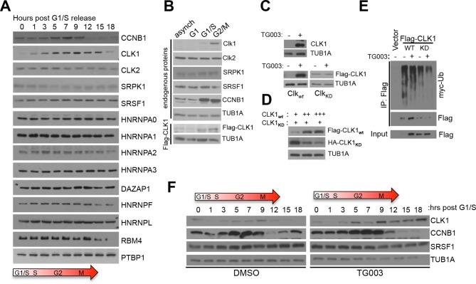 https://cdn.ncbi.nlm.nih.gov/pmc/blobs/d769/4884079/7d4b3fd06e72/elife-10288-fig2.jpg