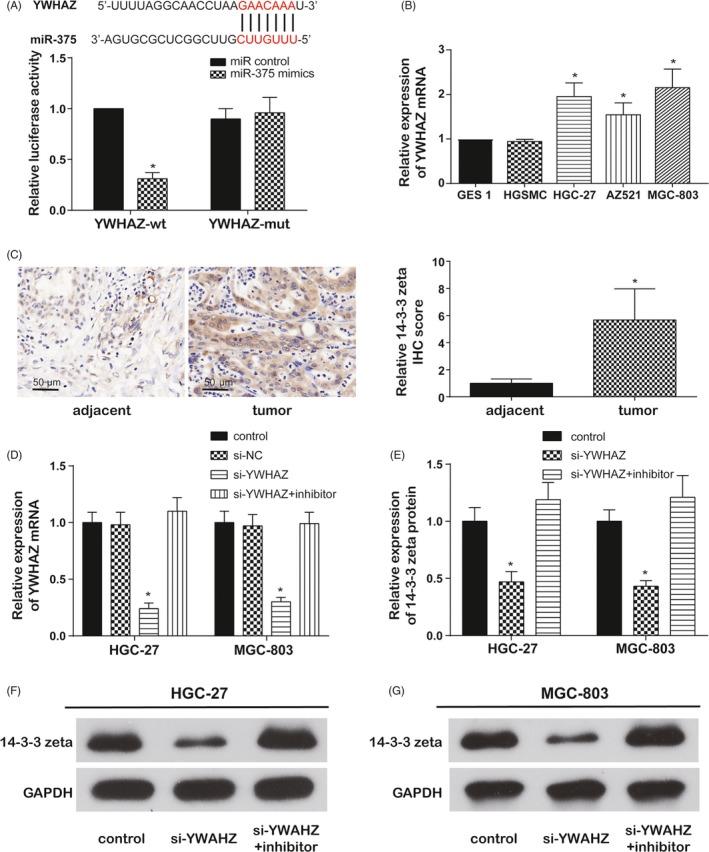 https://cdn.ncbi.nlm.nih.gov/pmc/blobs/d769/6668981/628a39d93739/CPR-52-e12648-g005.jpg