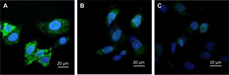 https://cdn.ncbi.nlm.nih.gov/pmc/blobs/d76a/5127222/cd748d7c6a86/ijn-11-5645Fig6.jpg