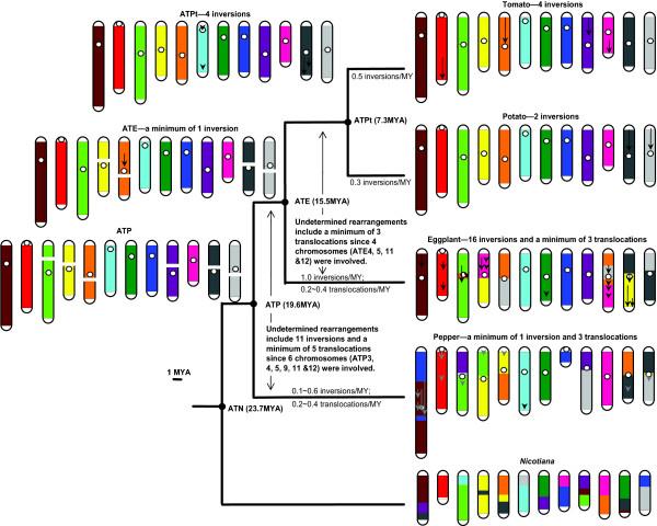 https://cdn.ncbi.nlm.nih.gov/pmc/blobs/d76d/2847972/55c10a08c7f0/1471-2164-11-182-5.jpg