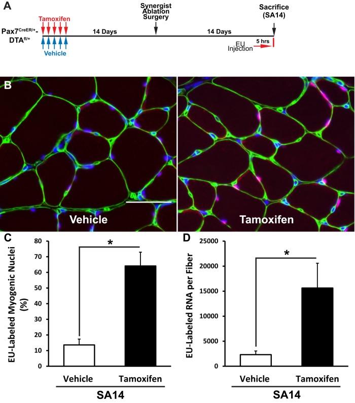 https://cdn.ncbi.nlm.nih.gov/pmc/blobs/d76f/4803305/fc0ad8263c7b/788fig4.jpg