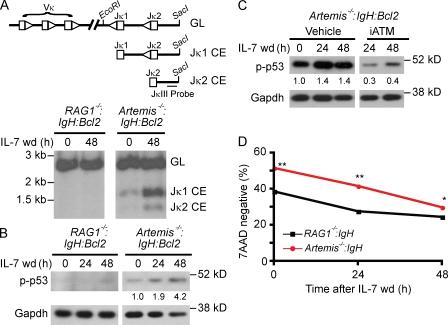 https://cdn.ncbi.nlm.nih.gov/pmc/blobs/d771/3260864/1e6e607b70c9/JEM_20112078R_Fig2.jpg