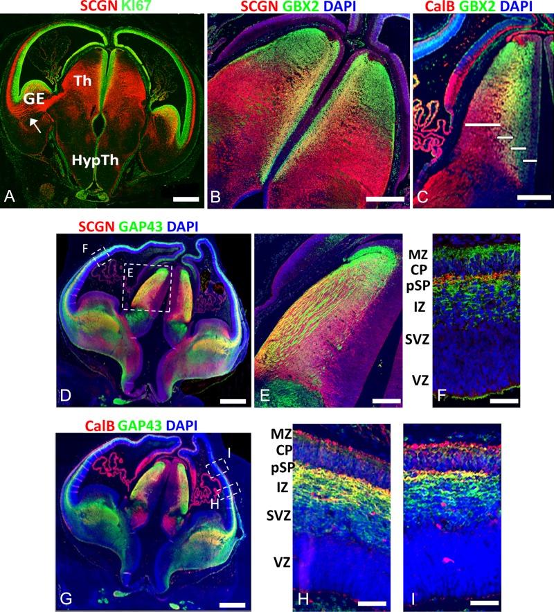 https://cdn.ncbi.nlm.nih.gov/pmc/blobs/d772/6418397/98285d68004d/bhy327f03.jpg