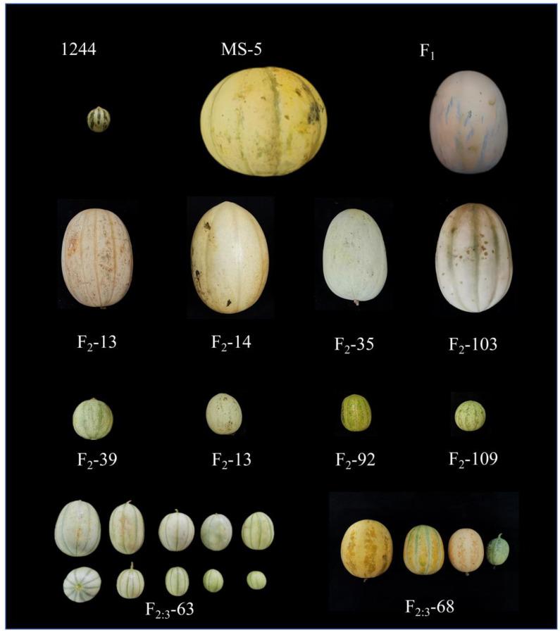 https://cdn.ncbi.nlm.nih.gov/pmc/blobs/d775/11430989/406310e18584/genes-15-01138-g001.jpg