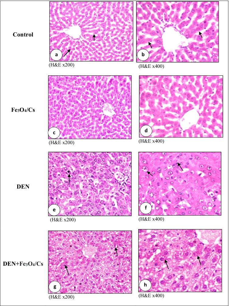 https://cdn.ncbi.nlm.nih.gov/pmc/blobs/d77a/9898336/f648e5db82d7/12011_2022_3221_Fig6_HTML.jpg
