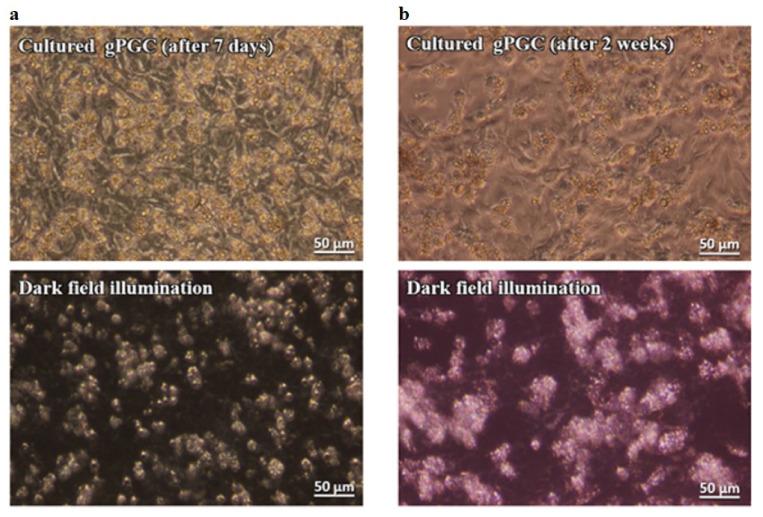 https://cdn.ncbi.nlm.nih.gov/pmc/blobs/d77d/7600596/1efbcd6eea6f/animals-10-01769-g002.jpg