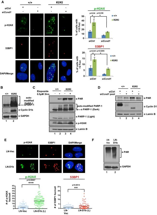 https://cdn.ncbi.nlm.nih.gov/pmc/blobs/d77f/4492821/3a776d716d1d/emmm0007-0628-f6.jpg