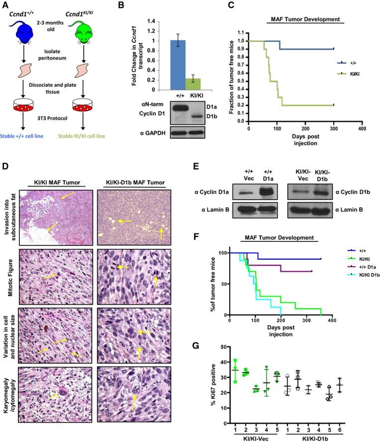 https://cdn.ncbi.nlm.nih.gov/pmc/blobs/d77f/4492821/c4fb244706c3/emmm0007-0628-f3.jpg