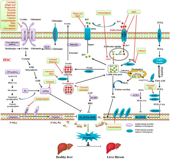 https://cdn.ncbi.nlm.nih.gov/pmc/blobs/d77f/9871257/9f50ce2ff323/fphar-13-1071844-g003.jpg