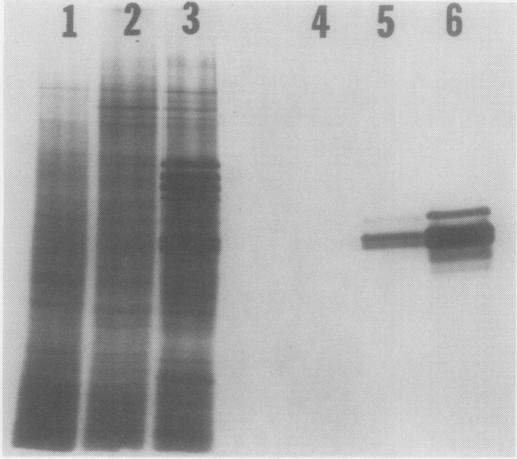 https://cdn.ncbi.nlm.nih.gov/pmc/blobs/d780/1064375/da54684a5828/plntphys00581-0250-b.jpg